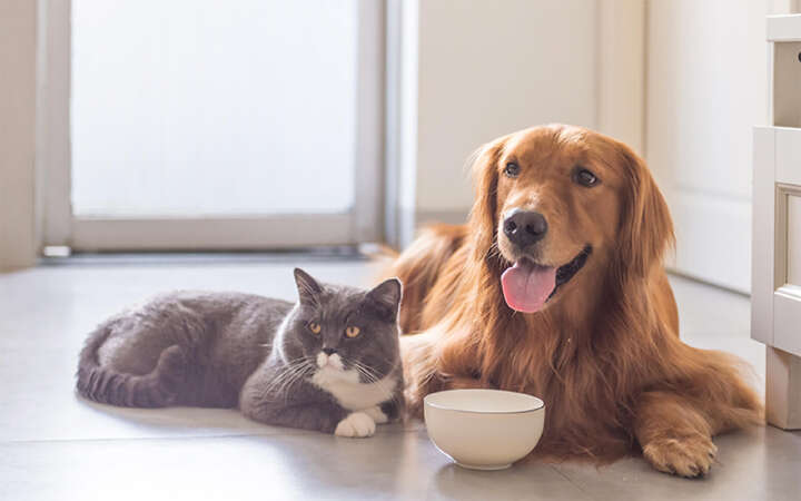 britsh katze und golden retriever hund 800x500